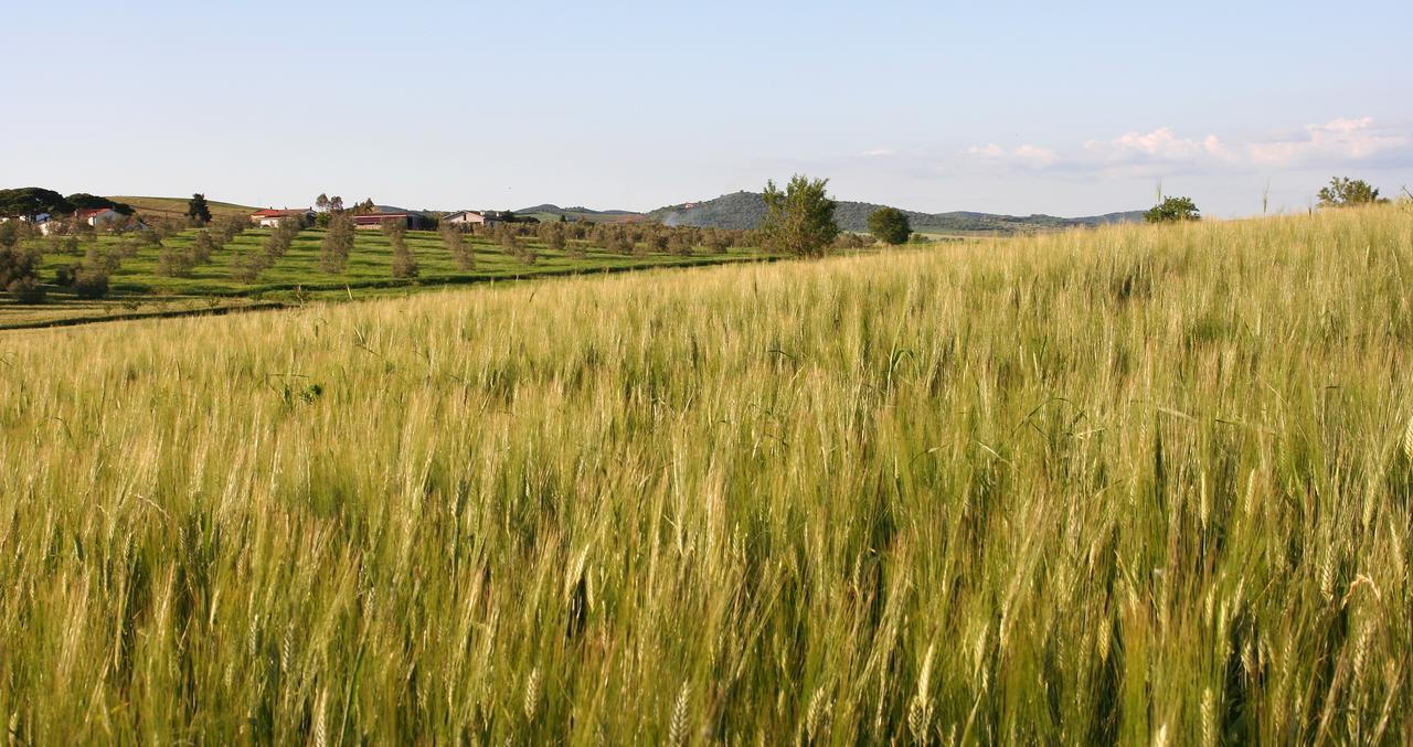 Agriturismo Il Forasacco 그레세토 외부 사진