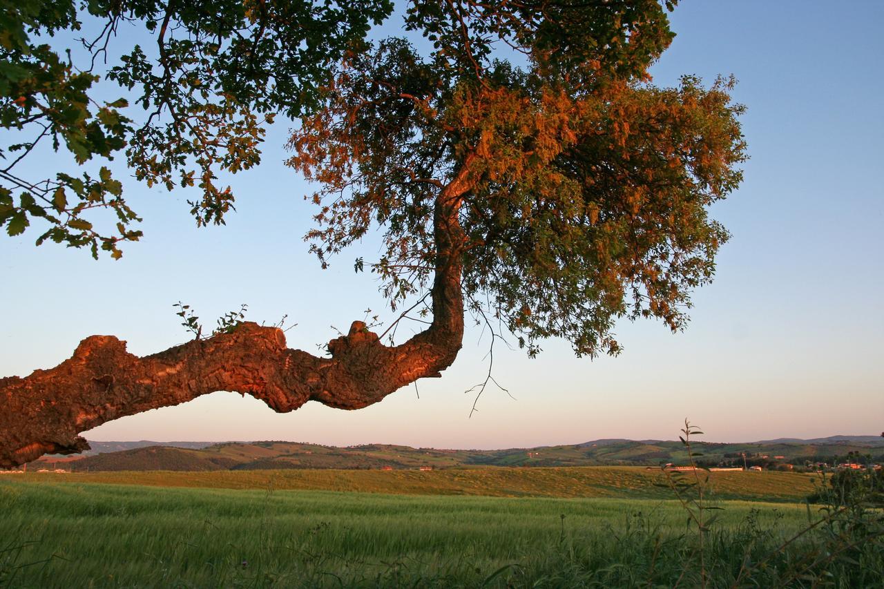 Agriturismo Il Forasacco 그레세토 외부 사진